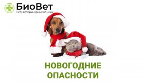 Новогодние опасности для питомцев
