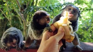 Где в лесах живёт много-много диких обезьян? А в садах живут ручные обезьянки? 🐒