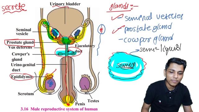 part-3 ch-3 life process in living organism part-2 class 10 science sexual reproduction in Human