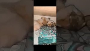 смешные коты😹😽