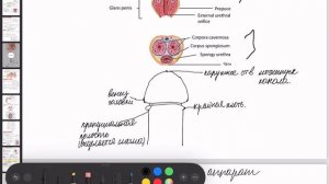 Анатомия половых органов у мужчин. Топанатомия органов малого таза. 1 часть
