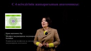 С 3 және С 4 өсімдік жапырағының анатомиясы