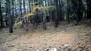 блочный лук хищник PRO