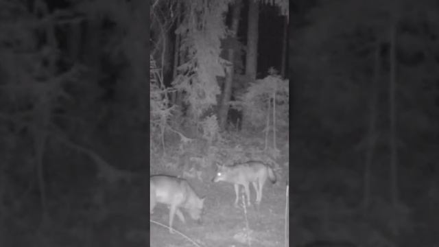 Волки 🐺 через объектив фотоловушки #hunting #охотник #волк #wildlife #deer #лось #охота #хищник