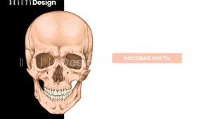 Анатомия визажиста 2020