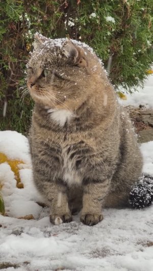 Красавчик Барсик. Милые котики.