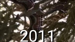 Эволюция Микрораптора