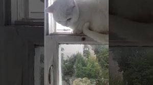 Кошка паук !!! У меня дома
