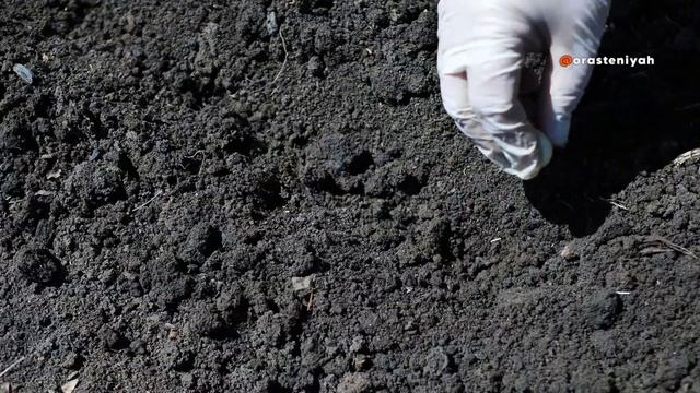 Как Вырастить Микрозелень в Домашних Условиях 🌱