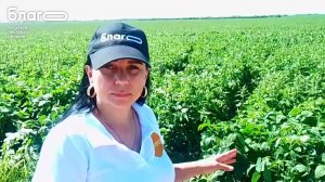2,5 ц/га прибавка с БЛАГО на сое в Амурской области