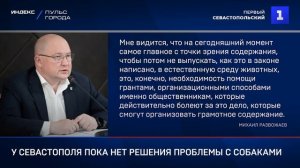 У Севастополя пока нет решения проблемы с собаками