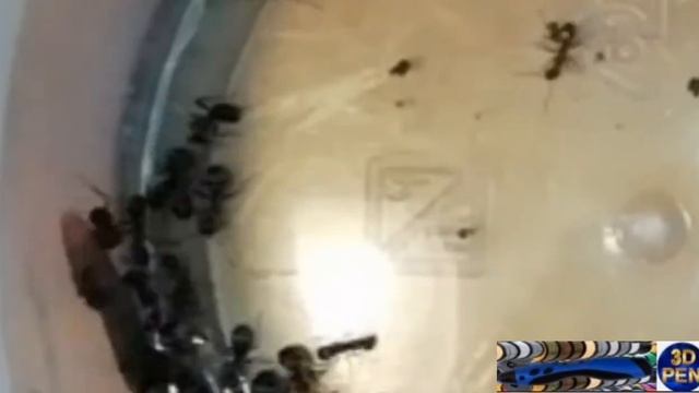 Муравьи против насекомых смотреть онлайн