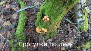 Прогулки по лесу. Иду снимать фотоловушку. Опять фламулины.