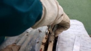 Пчеловодство в Эстонии по методу Миленина М И. Часть 5