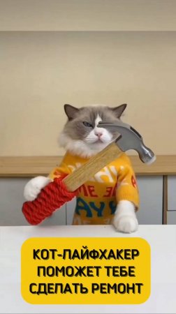 Ремонтные лайфхаки от кота