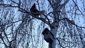 Rooster learned to fly /  Летающий петух.