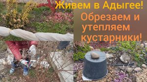 Переехали в Адыгею/Утепляем виноград/Обрезаем лагерстремию и розы/