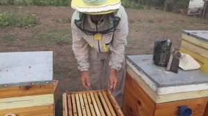 Осенняя ревизия пчел. Первое сокращение гнезд в зиму.