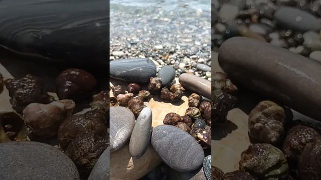рак-отшельник #blacksea #море #рак #природа #черноеморе