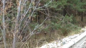 Лисичка на дороге в Оптину.mp4