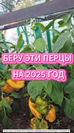 ВЫБОР ПЕРЦА НА 2025 год #перцы