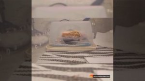 Линька Эублефара.