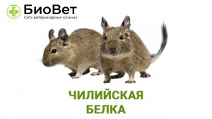Чилийская белка дегу