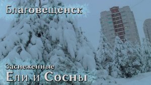 Благовещенск ноябрьский Снегопад - Заснеженные Ели и Сосны