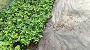 Кассетная рассада клубники. ОШИБКИ НАЧИНАЮЩИХ!