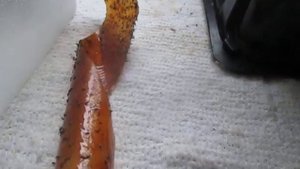 Безопасное средство от почвенных вредителей в квартире и офисе