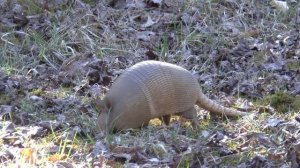 Armadillo / Броненосец