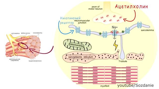 АДМИН нетрадиционной врач Рахманов т (0779-0559-605856) смотреть онлайн