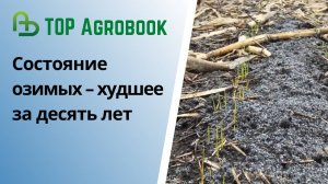 Состояние озимых – худшее за десять лет | TOP Agrobook: обзор аграрных новостей