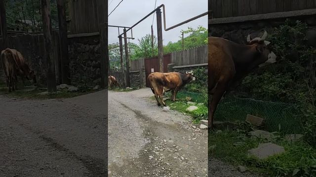 и снова мои подружайки #music #дзен #nature #дзен #вмоменте #природа #animals #животные