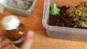 как обустроить террариум улям🐌