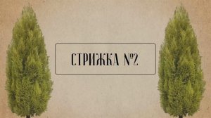 НЕ ДЕЛАЙ ЭТИХ ОШИБОК, ЕСЛИ ХОЧЕШЬ ЗЕЛЕНУЮ И ПУШИСТУЮ ТУЮ…