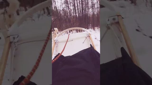 Проект "По пути с хаски!" смотреть онлайн