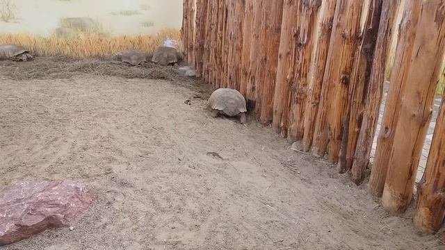 Черепаха ползёт.