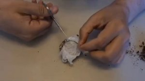 Brachypelma vagans разведение