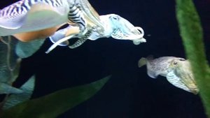 Cuddle Fish!