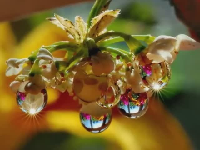 Мишель Легран - Шербургские Зонтики _ Жемчужины дождя_ смотреть онлайн