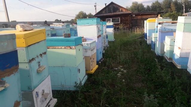 Дневник пчеловода, 08.07.18. Ройка. Причины роения.