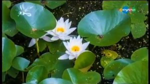 Движение растений  Микроистории