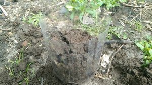 ТЕРРАРИУМ ДЛЯ ЧЕРВЕЙ!🐛