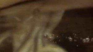 Ежик плюс черепаха