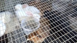 Кролики.Операция.Обновление маточного поголовья.