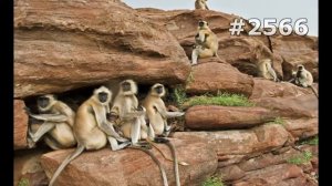 #2566. Обезьяны (В мире животных)