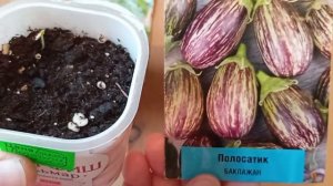 Результат посева балконных баклажанов и второго посева сорта Жизель.