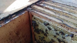 ASMR RELAX BEES | АСМР ПЧЁЛЫ | РЕЛАКС |