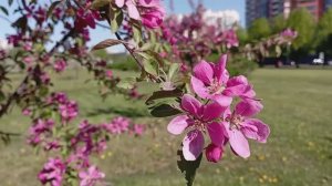 © Майская весна. 23.05.2024